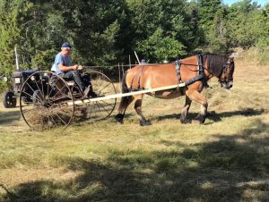 Läs mer om artikeln Gammaldags slåtter, Fyrtorps äng 19 och 22 juli